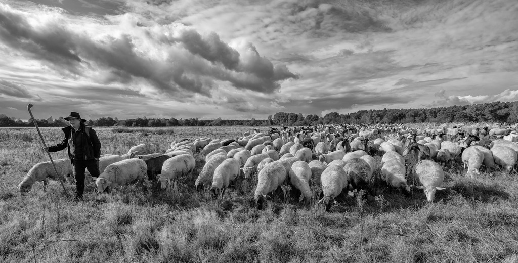 wanderschaefereien-schleswig-holstein-063 | Birgit Voigtländer mit ihrer Herde im Herbst in der Barker Heide im Kreis Segeberg. 41 Hektar der weiten Landschaft, ursprünglich ein Heidegebiet, wurden bereits 1938 unter Schutz gestellt. 2003 wurde das Naturschutzgebiet auf 682 Hektar erweitert. Die extensive Beweidung durch wandernde Schafherden erfolgt im Auftrag des Landes und verfolgt das Ziel, die im Laufe der Zeit völlig vergrasten Sandheiden wieder zurückzuentwickeln. Im Programm des Heideschutzes in Schleswig-Holstein steht die Barker Heide mit dieser Maßnahme im Zentrum. - Realisiert mit Pictrs.com