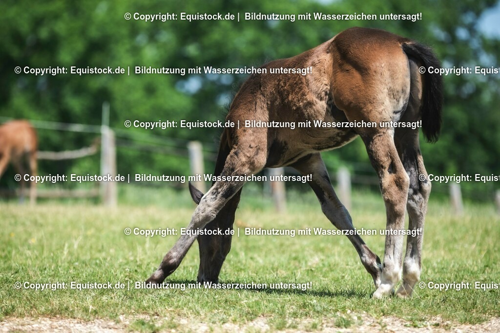 20210617_Fohlen_0221 | Foto: Thomas Hartig