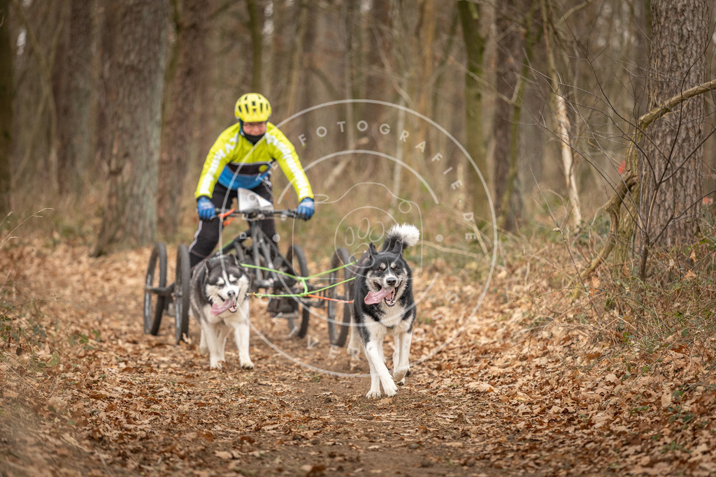 Pfotenfotografie_DV3A8983 | Hundefotografie, Tierfotograf, Pfotenfotografie, Fotoshooting Hund, Hunde Portrait, Hundesport, Hundeportraits, Heideshooting, Hunde, Sportfotograf, Hundefotograf, Turnierhundsport, THS,  - Realisiert mit Pictrs.com