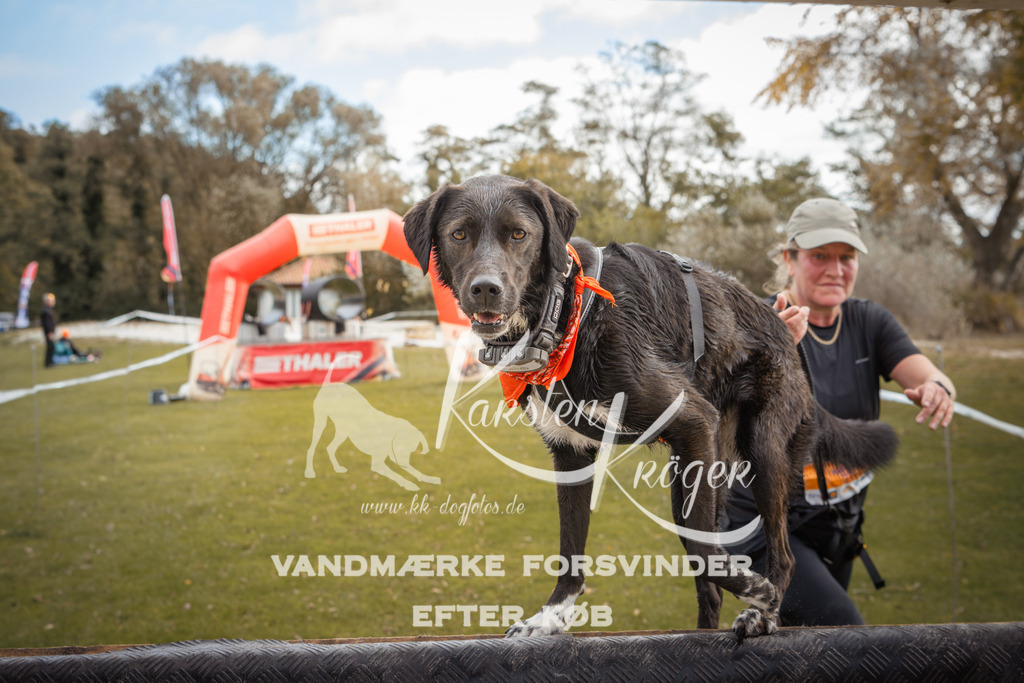 1331_ZZ91114-2 | kk-dogfotos