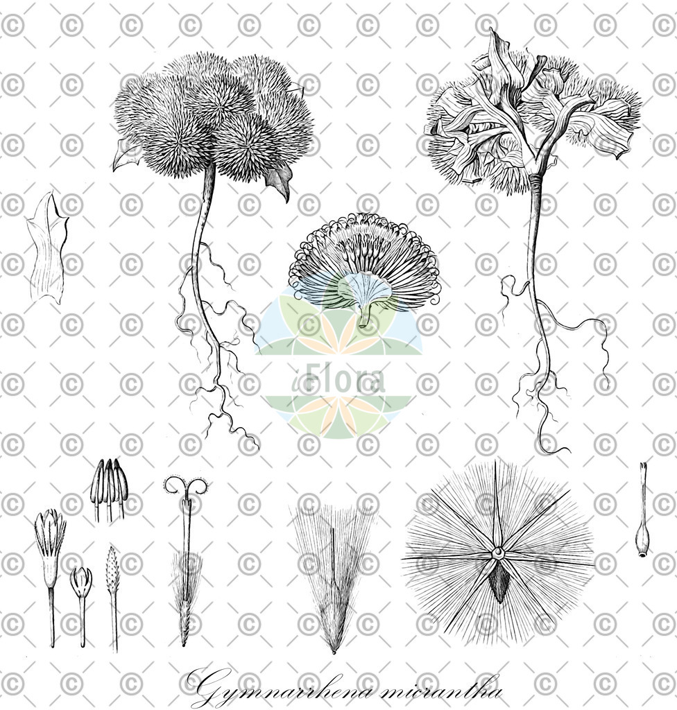 HistAbb_wfo-0000712464_1_ENZY_Simple | Historische Abbildung von Gymnarrhena micrantha - Asteraceae | Historical Illustration of Gymnarrhena micrantha - Asteraceae