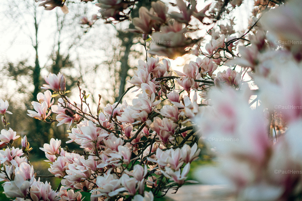 20220323_PaulHense_S0005_DSC03353 | paulhense - Realisiert mit Pictrs.com