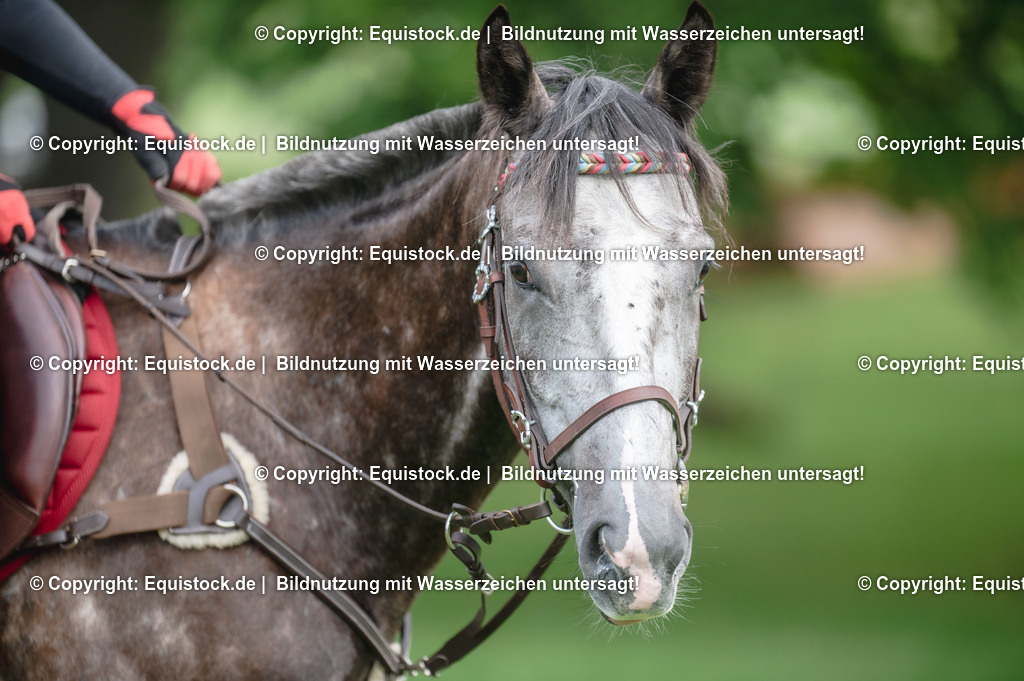 20250726_Vielseitigkeitslehrgang-Marbach_0106 | Foto: Thomas Hartig