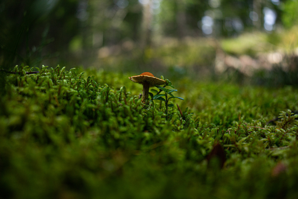 Pilz im Fokus | Kleiner Pilz den man in den Fokus rücken muss - Realisiert mit Pictrs.com