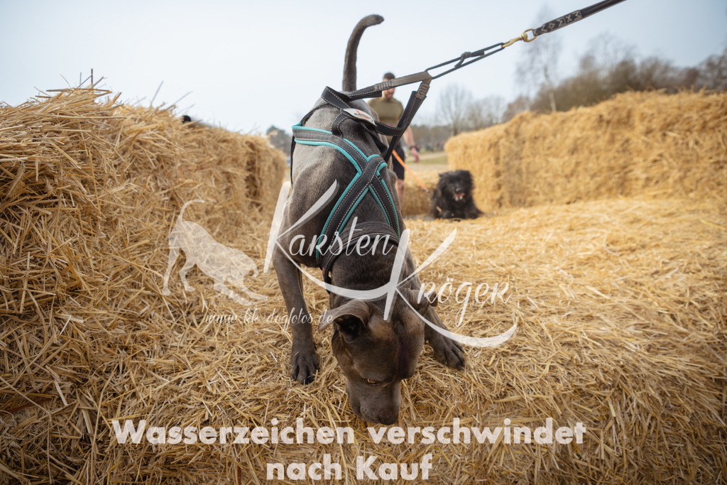 1058_ZZ91272 | kk-dogfotos