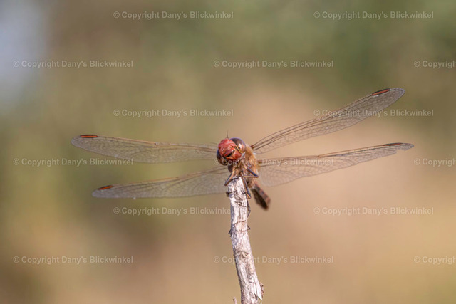 202026 | Tierfotografie, Tierkalender, Tierbilder, Insekten, Spinnen, Vögel, Schmetterling, Libellen, Leinwand, Colorkey, Qualität, Geschenkartikel, Geschenk - Realisiert mit Pictrs.com