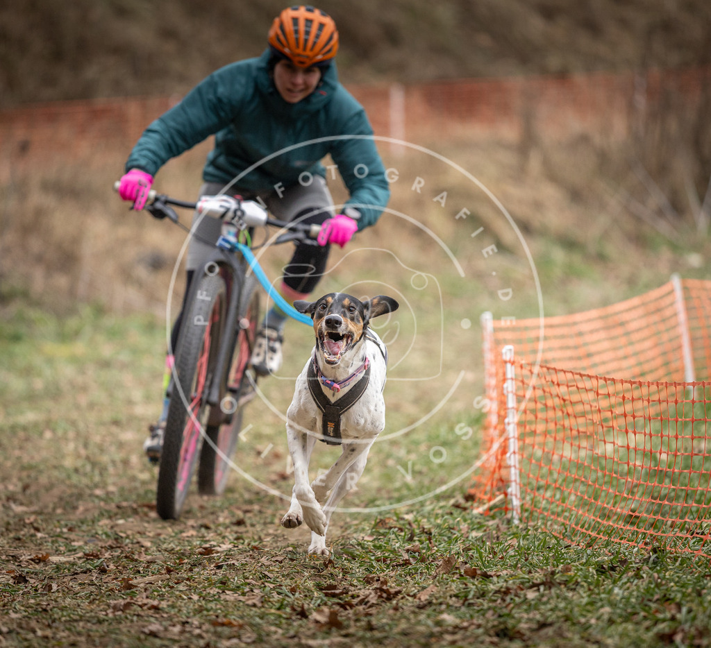 Pfotenfotografie_DV3A5074 | Hundefotografie, Tierfotograf, Pfotenfotografie, Fotoshooting Hund, Hunde Portrait, Hundesport, Hundeportraits, Heideshooting, Hunde, Sportfotograf, Hundefotograf, Turnierhundsport, THS,  - Realisiert mit Pictrs.com
