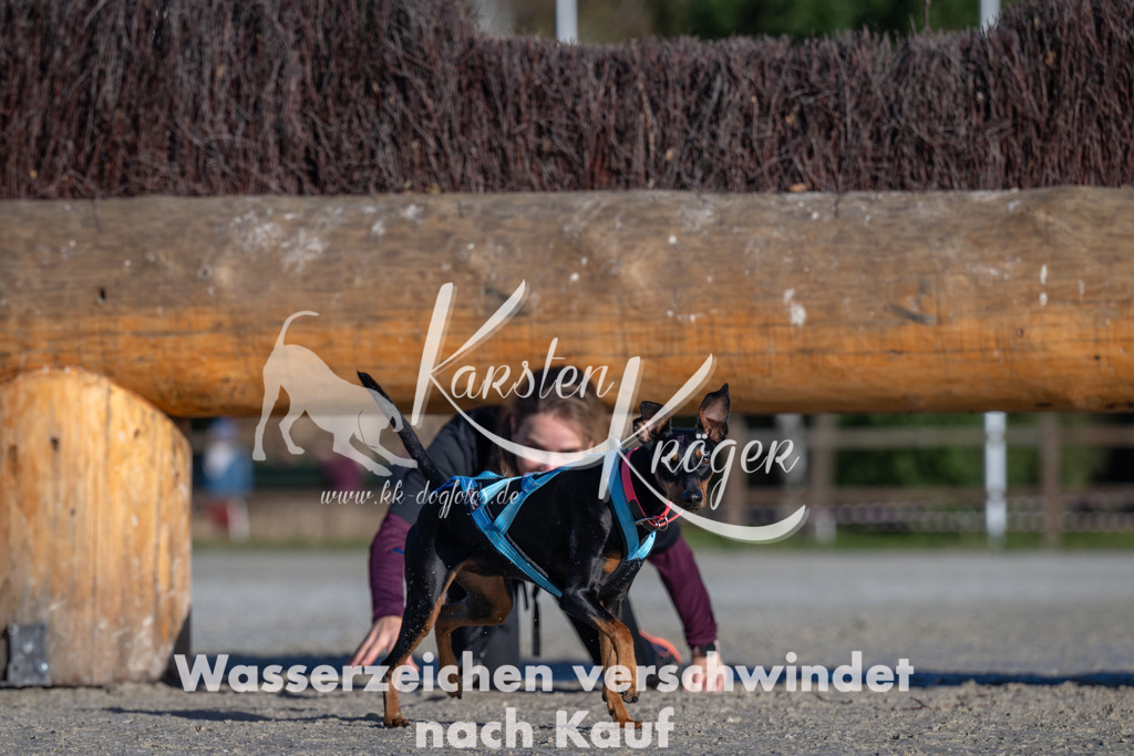 1030-_ZZ91465 | kk-dogfotos