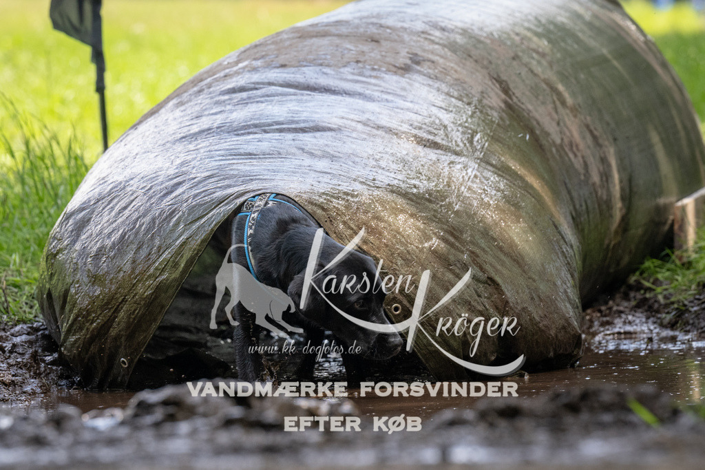 1151_ZZ94852 | kk-dogfotos