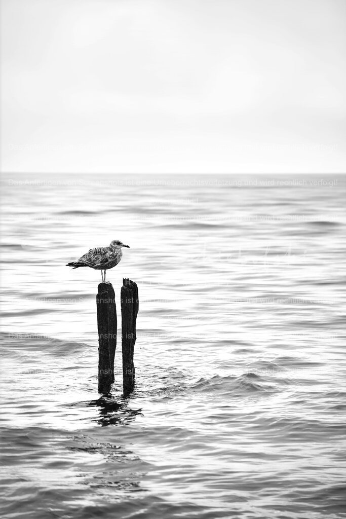 Moeve_24-11-21_DSCF5611 | People- und Tierfotografie, Imageaufnahmen, Veranstaltungsfotografie und Wandbilder aus der Natur ★ Made in Germany ✔️ Druck + Downloads ✔️ Naturfotografie in Top Qualität ★ schneller Versand, weltweite Lieferung! - Realisiert mit Pictrs.com