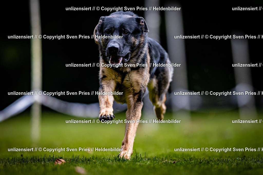 Sven Pries | 2025-10-03 - Hunderennen Obergrombach - Realisiert mit Pictrs.com