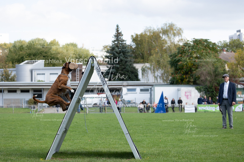 _16A5655 | Einzigartige Fotos von Hunden & Menschen –Actionfotos, Portraits, Vereinsaufnahmen & Paarshootings – authentisch, lebendig & mit Herz.