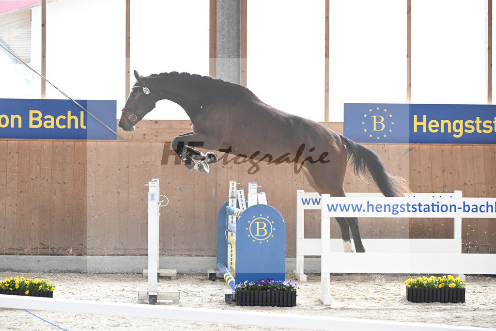 Kat-Nr. 19 Tausendbachls Nabulungi v. Utamaro_Schreder_5250098 | hf-fotografie - Realisiert mit Pictrs.com