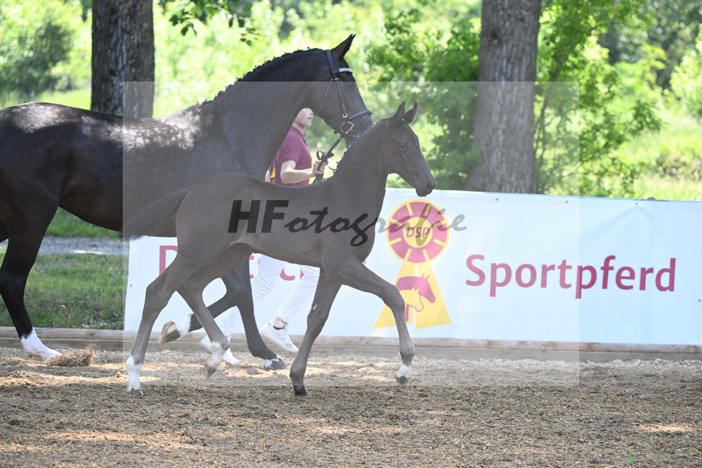 Kat-Nr. 7 HF Imposantos_Schindele_14230265 | hf-fotografie - Realisiert mit Pictrs.com