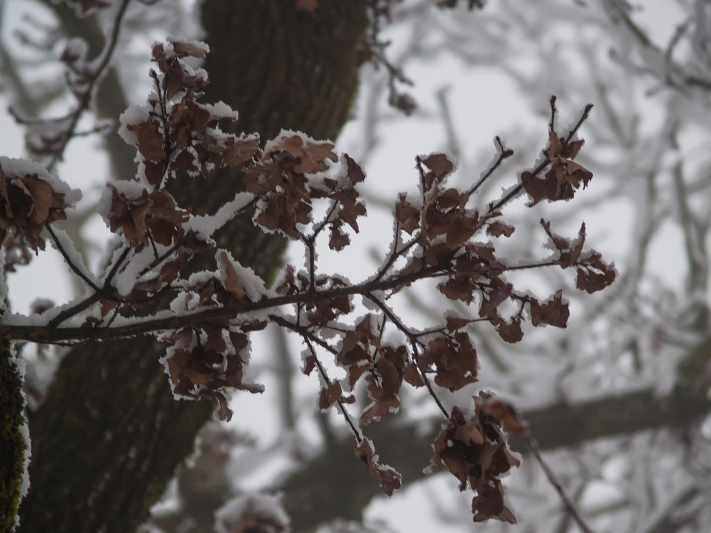 PSX_20230206_222548 | OLYMPUS DIGITAL CAMERA - Realisiert mit Pictrs.com