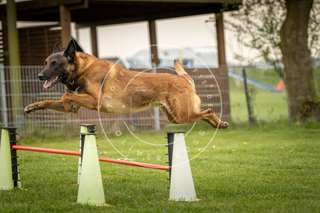 Pfotenfotografie_DV3A1097 | Hundefotografie, Tierfotograf, Pfotenfotografie, Fotoshooting Hund, Hunde Portrait, Hundesport, Hundeportraits, Heideshooting, Hunde, Sportfotograf, Hundefotograf, Turnierhundsport, THS,  - Realisiert mit Pictrs.com
