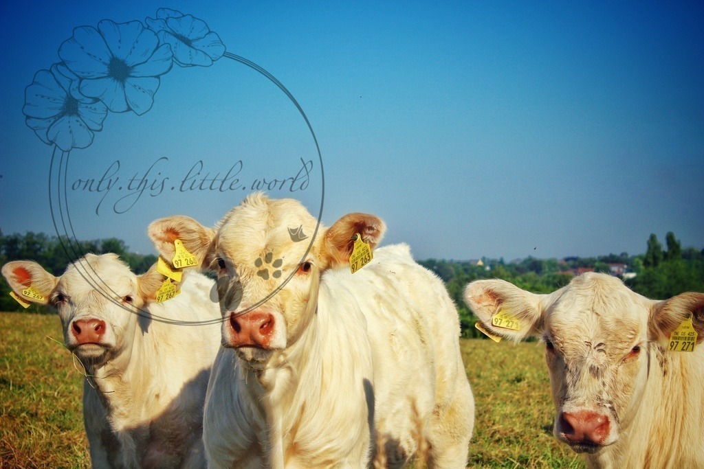 Charolais Kälbchen 012 | only.this.little.world - Realisiert mit Pictrs.com