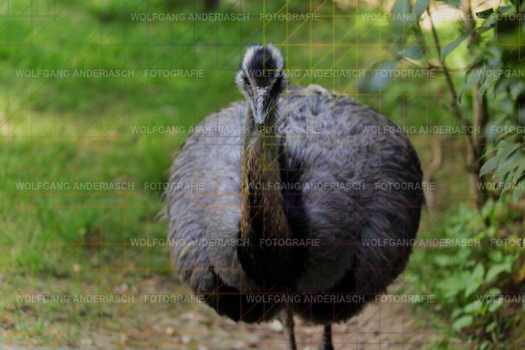 253L1356_wa | Ein stiller Moment im Opel Zoo: Der Blick des Tieres erzählt von Gelassenheit, Präsenz und Nähe. Ungestellt, ruhig und auf Augenhöhe fotografiert – ein Augenblick, der bleibt. - Realisiert mit Pictrs.com