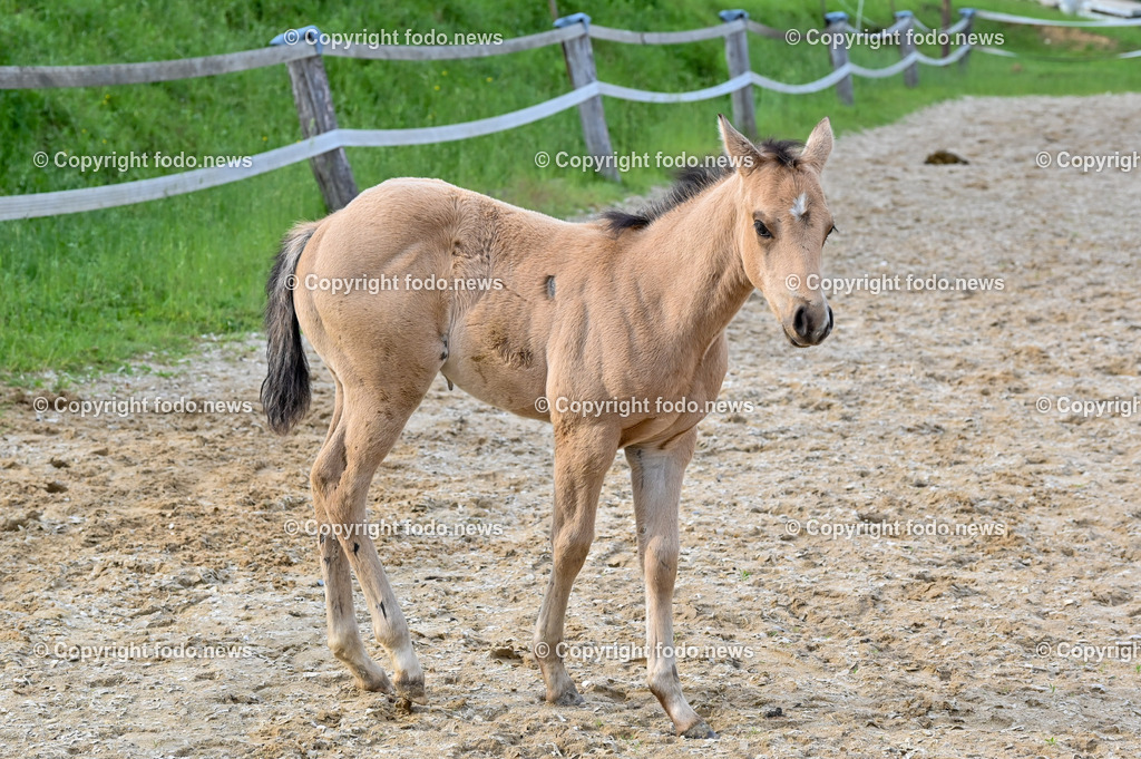 Otis_ 25.05.2023-7 | 25.05.2023, Slowakei, SVK, Dolný Moštenec, im Bild Fohlen, Pferd, Quarter Horse, Reitplatz