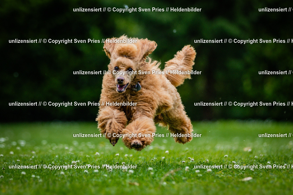 Sven Pries | 2025-05-29 - Pudelrennen KA-Durlach - Realisiert mit Pictrs.com