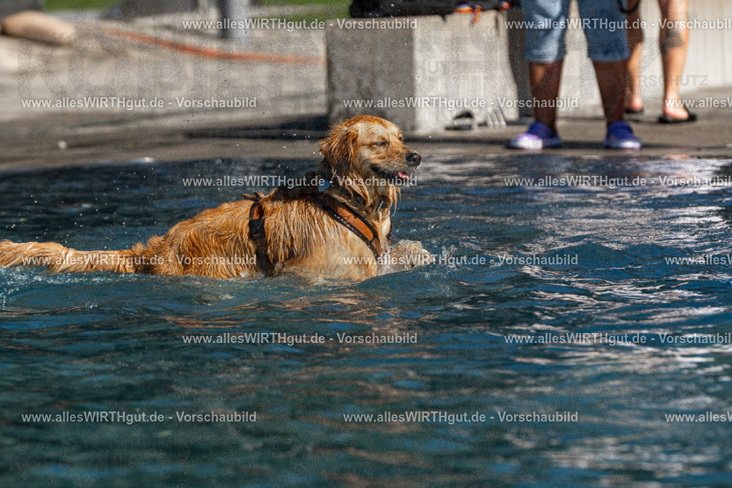 Hundeschwimmen_Volksbad_2026-allesWIRTHgut_Tierfotografie-2609061108-FAY06158 | Professionelle Tierfotografie in Mönchengladbach von Daniel Wirth (allesWIRTHgut). Liebevolle & natürliche Bilder von Hunden & Katzen für unvergessliche Erinnerungen.