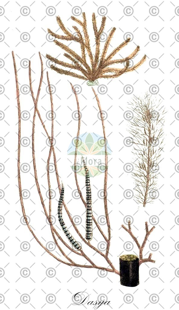 HistAbb_3ZYZ_1_ENZY_Simple | Historische Abbildung von Dasya - Dasyaceae (0) | Historical Illustration of Dasya - Dasyaceae (0)