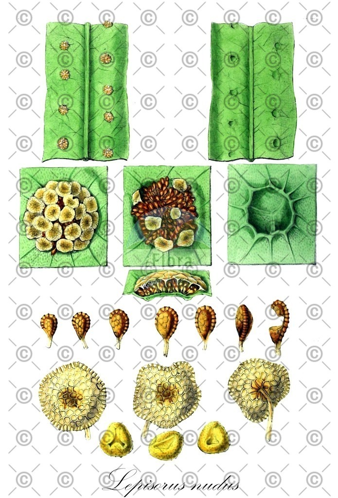 HistAbb_wfo-0001298098_2_ENZY_Simple | Historische Abbildung von Lepisorus nudus - Polypodiaceae | Historical Illustration of Lepisorus nudus - Polypodiaceae