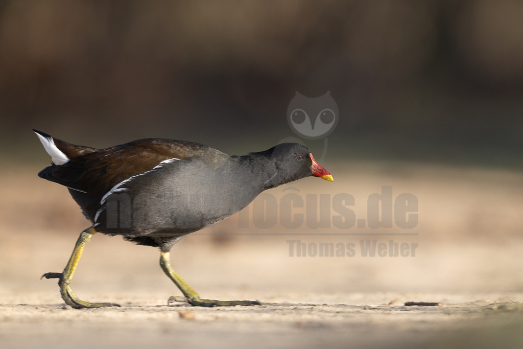 R5M25657_20251226 | Ein Teichhuhn (Gallinula chloropus) ist im Querformat von der Seite abgebildet, wie es auf einem hellen, sandigen oder erdigen Untergrund läuft. Das Gefieder des Vogels ist überwiegend dunkelgrau bis braun, mit einem auffälligen roten Stirnschild und einem roten Schnabel mit gelber Spitze. Die Beine sind leuchtend gelbgrün. Am hinteren Teil des Körpers sind weiße Unterschwanzdecken und ein weißer Streifen an der Flanke sichtbar. Der Hintergrund ist unscharf und in Brauntönen gehalten. - Realisiert mit Pictrs.com