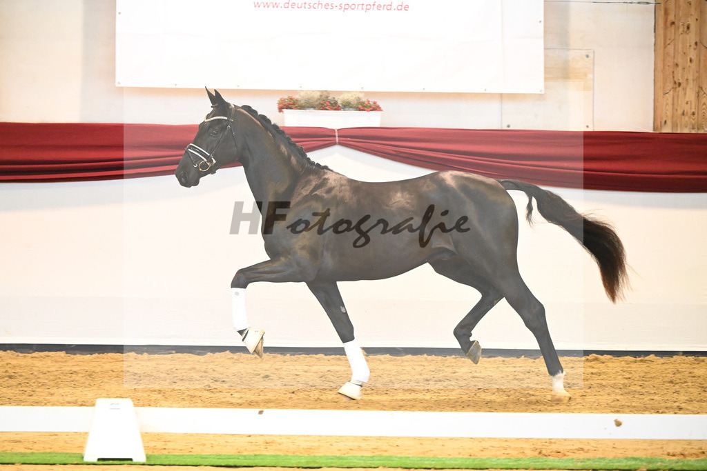 Kat-Nr. 65 v. De Niro Gold_Rohrmoser_66222270 | hf-fotografie - Realisiert mit Pictrs.com