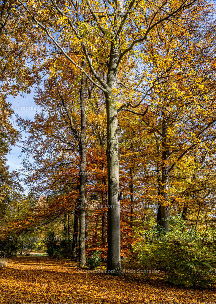 10049-4561 - Landschaftspark Degenershausen | Stockfoto und Bilderpool mit Bildmaterial aus Deutschland, dem Harz, Halberstadt, Quedlinburg, Wernigerode und weltweit. Qualitativ hochwertige und professionelle Fotos anschauen und kaufen. - Realisiert mit Pictrs.com