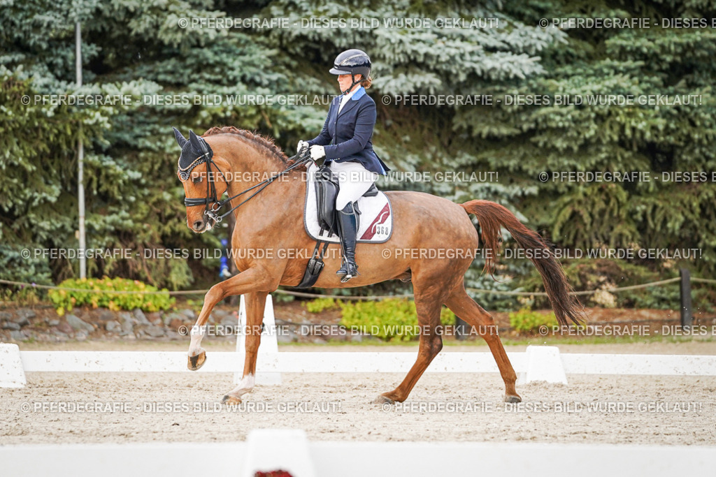 DSC08700 | Pferdegrafie