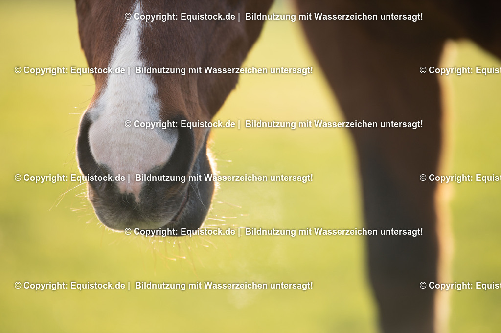 20201211_Schleckendes-Pferd_0001 | equistock