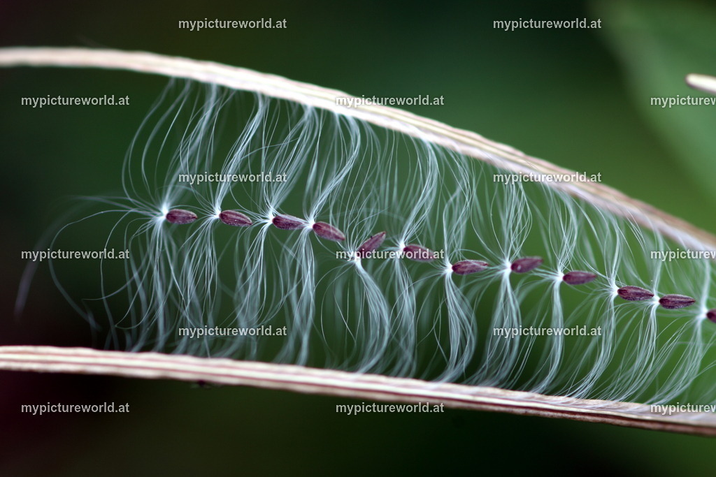 Berg-Weidenröschen-007 | Das Bilderarchiv über Tiere, Planzen und Landschaften. In der Bilddatenbank finden Sie ein große Auswahl an hochwertigen Bilder für Ihre Werbung - Realisiert mit Pictrs.com