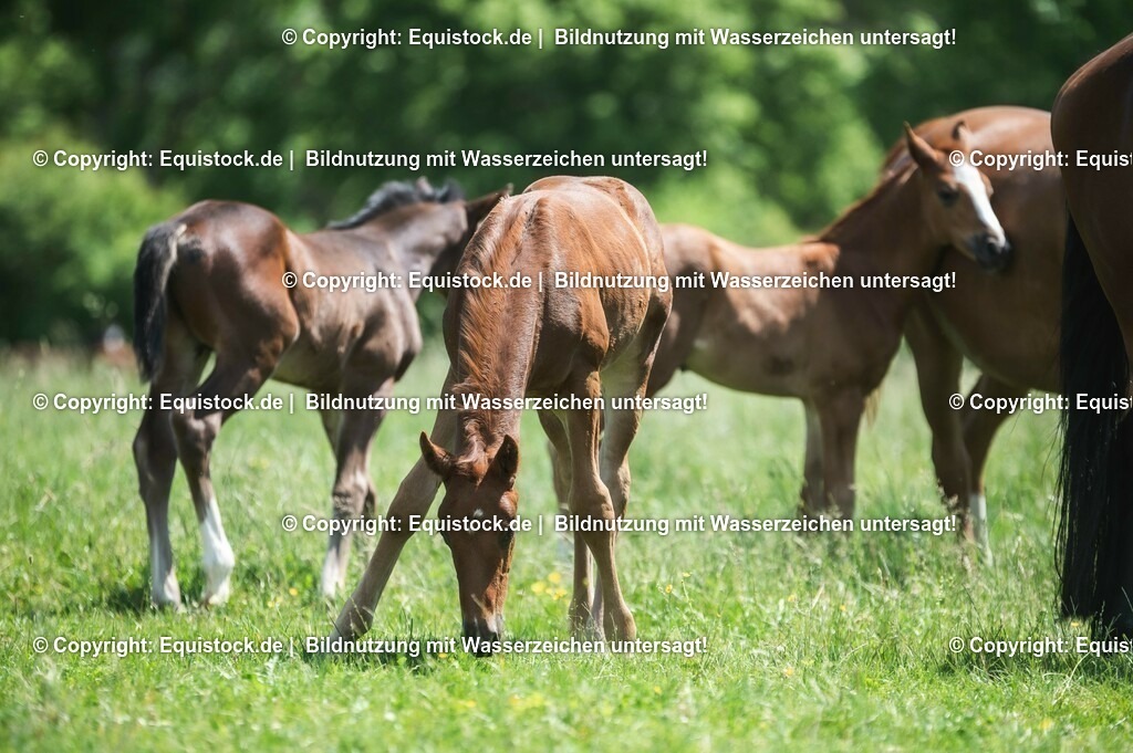 20210617_Fohlen_0191 | Foto: Thomas Hartig