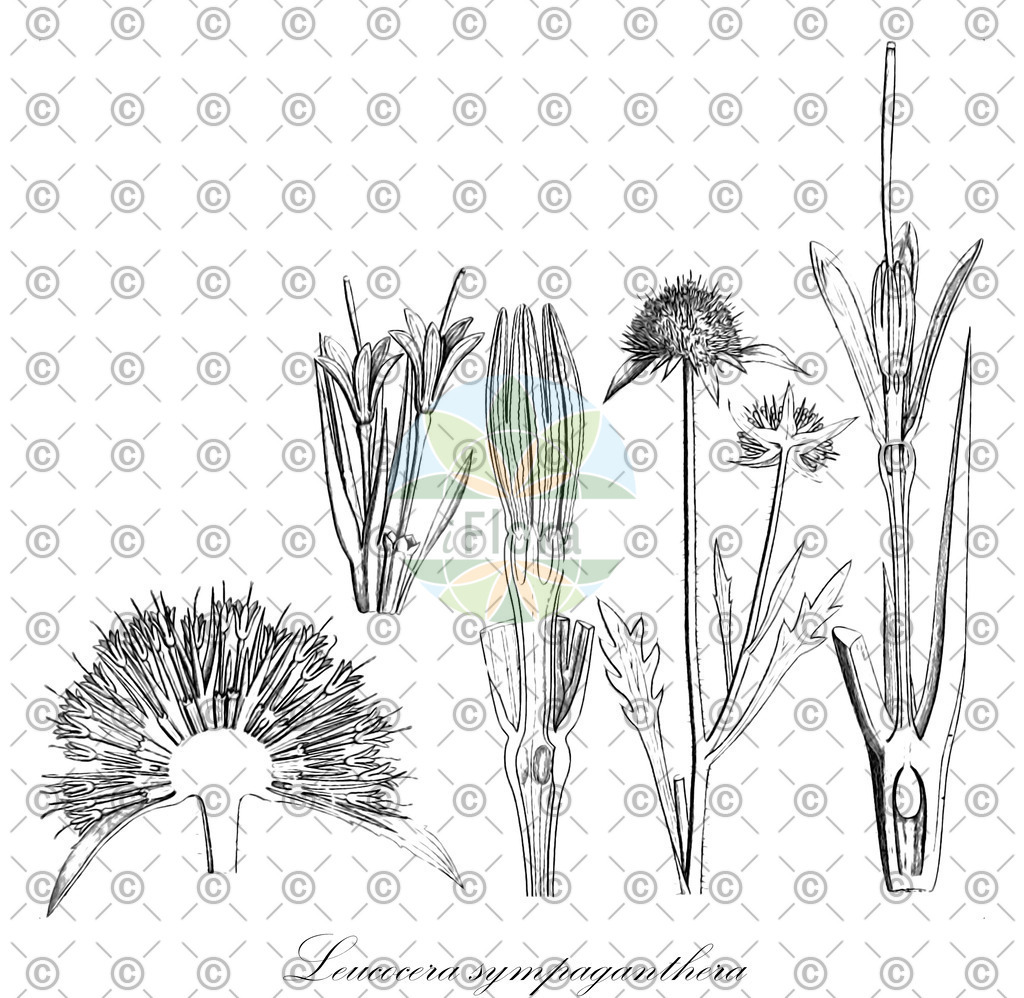 HistAbb_wfo-0000193258_1_ENZY_Simple | Historische Abbildung von Leucocera sympaganthera - Calyceraceae | Historical Illustration of Leucocera sympaganthera - Calyceraceae