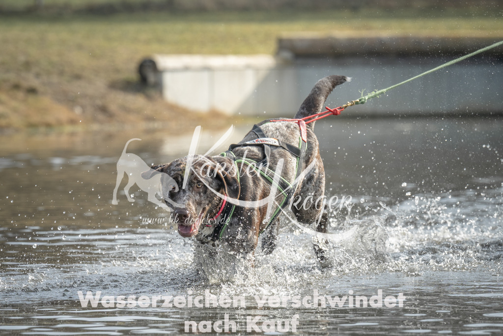 1035_ZZ98408 | kk-dogfotos