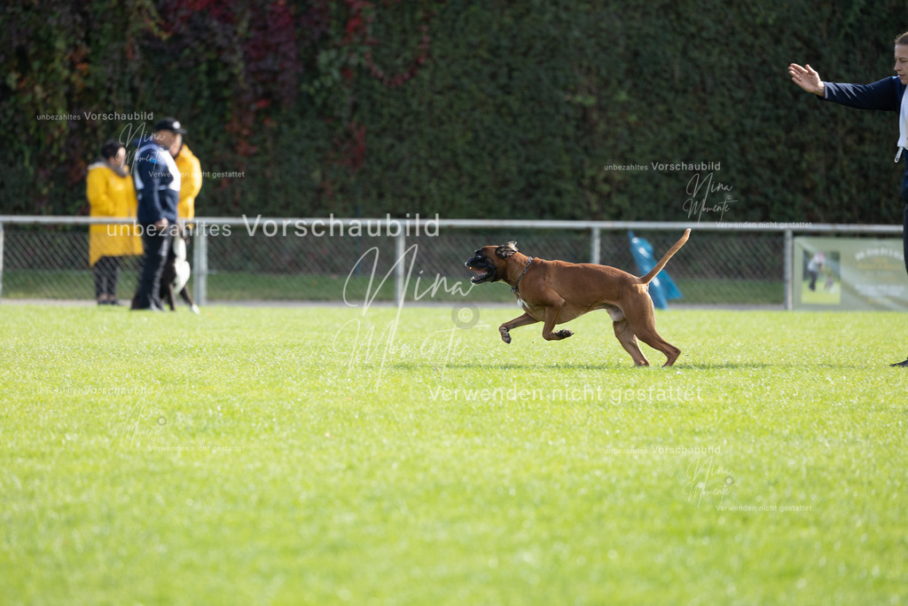 _16A6631 | Einzigartige Fotos von Hunden & Menschen –Actionfotos, Portraits, Vereinsaufnahmen & Paarshootings – authentisch, lebendig & mit Herz.