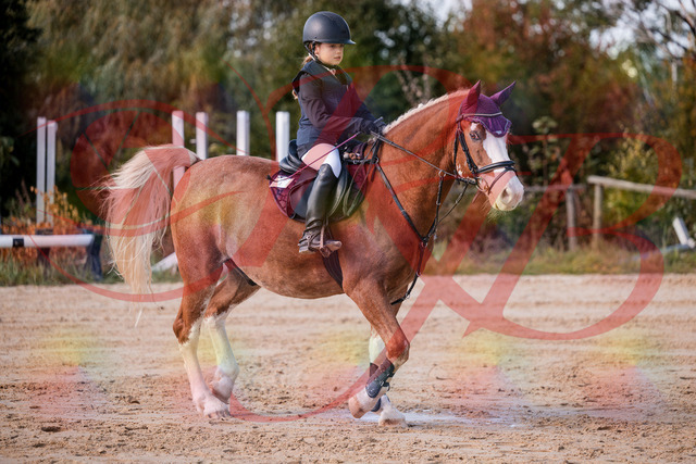 2026_10_03_Siefer-Hof_144325_Z81_17043781 | Professionelle Reitsport-, Turnier- und Eventfotografie von Robert Broda. Galerien mit ausgewählten und bearbeiteten Bildern direkt online ansehen und bestellen.