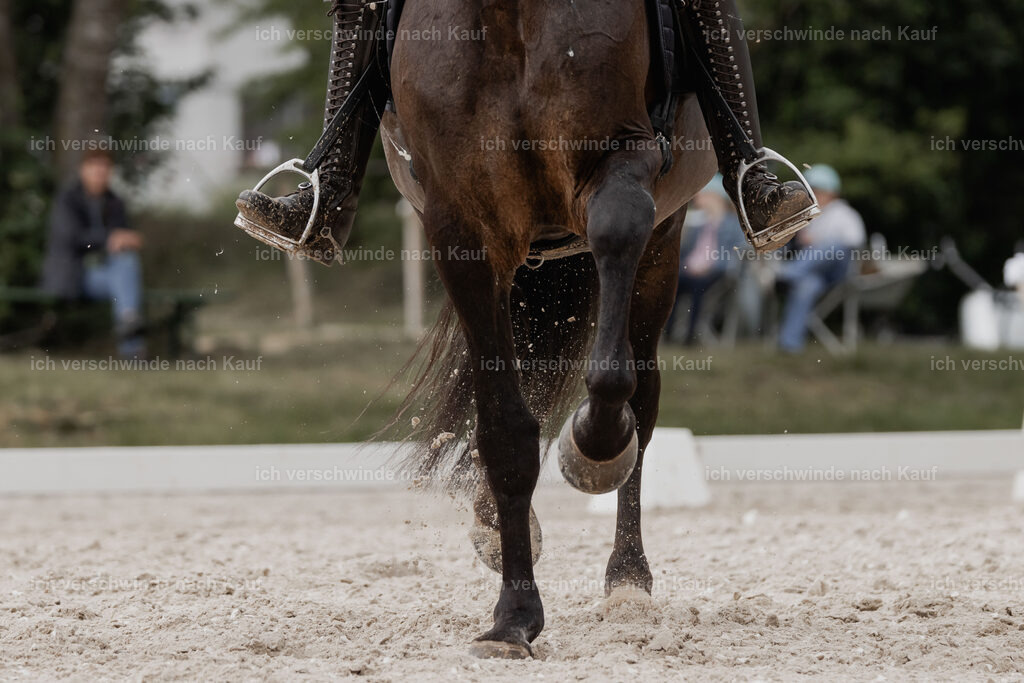 WE_DR_Stoib_309_PI2025_793 | Pferd International München 2025