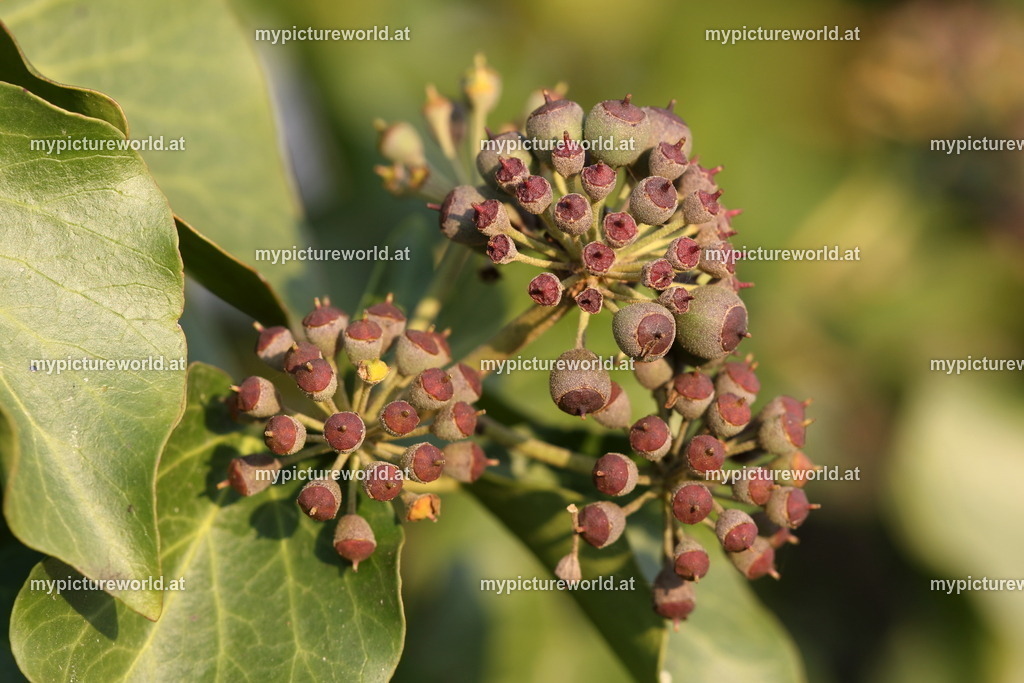 Gemeiner Efeu-006 | Das Bilderarchiv über Tiere, Planzen und Landschaften. In der Bilddatenbank finden Sie ein große Auswahl an hochwertigen Bilder für Ihre Werbung - Realisiert mit Pictrs.com