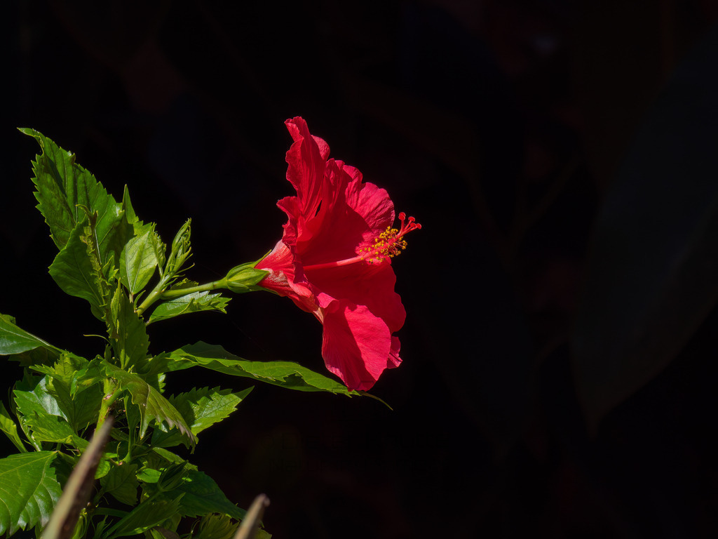 PGH56082-Bearbeitet-2018-LR | Natur im Moment - Realisiert mit Pictrs.com