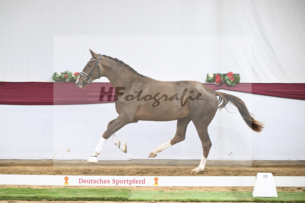 Kat-Nr. 48 Valdiviani x De Beau_Schult Horses GmbH _ Co. KG_47251711 | hf-fotografie - Realisiert mit Pictrs.com
