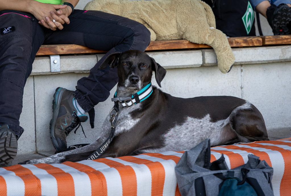 Pfotenfotografie_DV3A4192-2 | Hundefotografie, Tierfotograf, Pfotenfotografie, Fotoshooting Hund, Hunde Portrait, Hundesport, Hundeportraits, Heideshooting, Hunde, Sportfotograf, Hundefotograf, Turnierhundsport, THS,  - Realisiert mit Pictrs.com