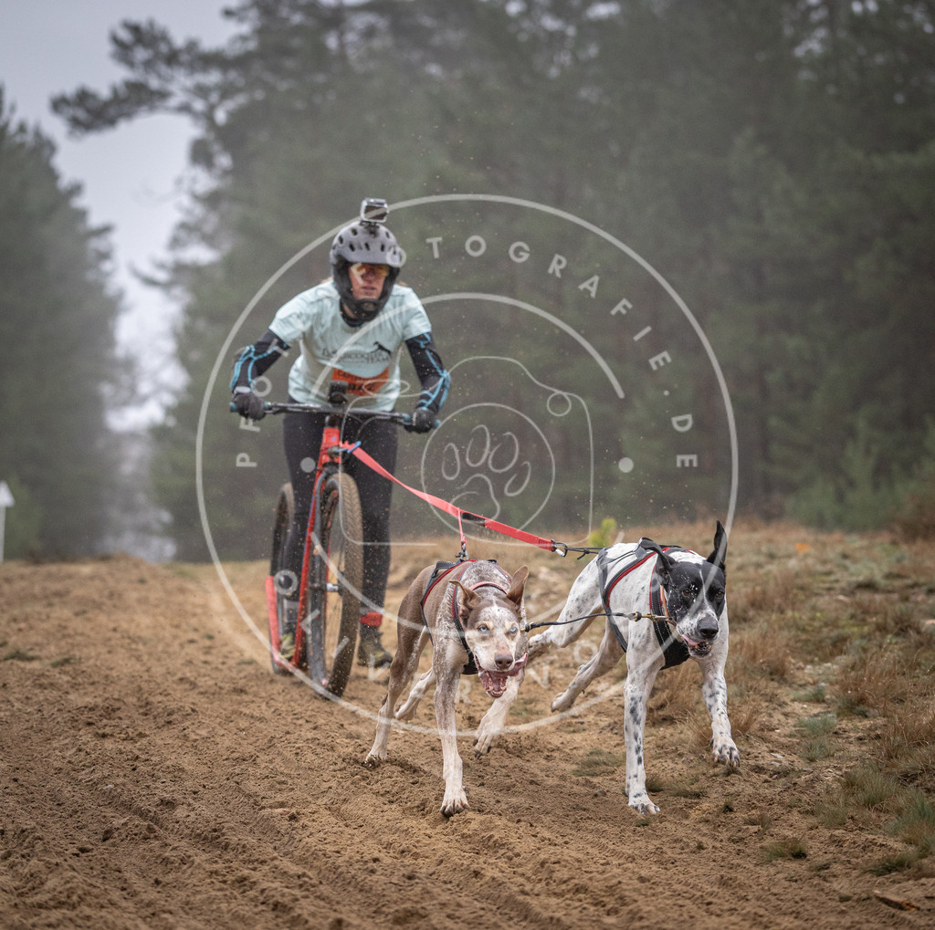 Pfotenfotografie_DV3A0958 | Hundefotografie, Tierfotograf, Pfotenfotografie, Fotoshooting Hund, Hunde Portrait, Hundesport, Hundeportraits, Heideshooting, Hunde, Sportfotograf, Hundefotograf, Turnierhundsport, THS,  - Realisiert mit Pictrs.com