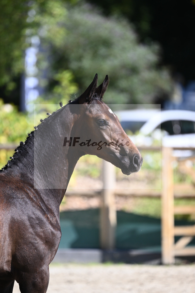 Praesentation Auktionsfohlen_36230184 | hf-fotografie - Realizzato con Pictrs.com