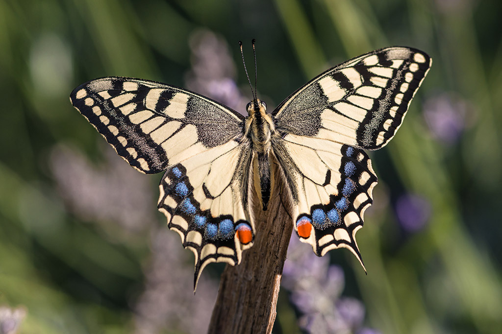 Schwalbenschwanz Schmetterling | Fotos mit schönen Motiven aus der Region Basel. - Realisiert mit Pictrs.com