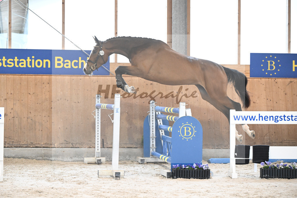 Kat-Nr. 32 Annabelle NZ v. Aganix Du Seigneur_Kistner_7240104 | hf-fotografie - Realisiert mit Pictrs.com