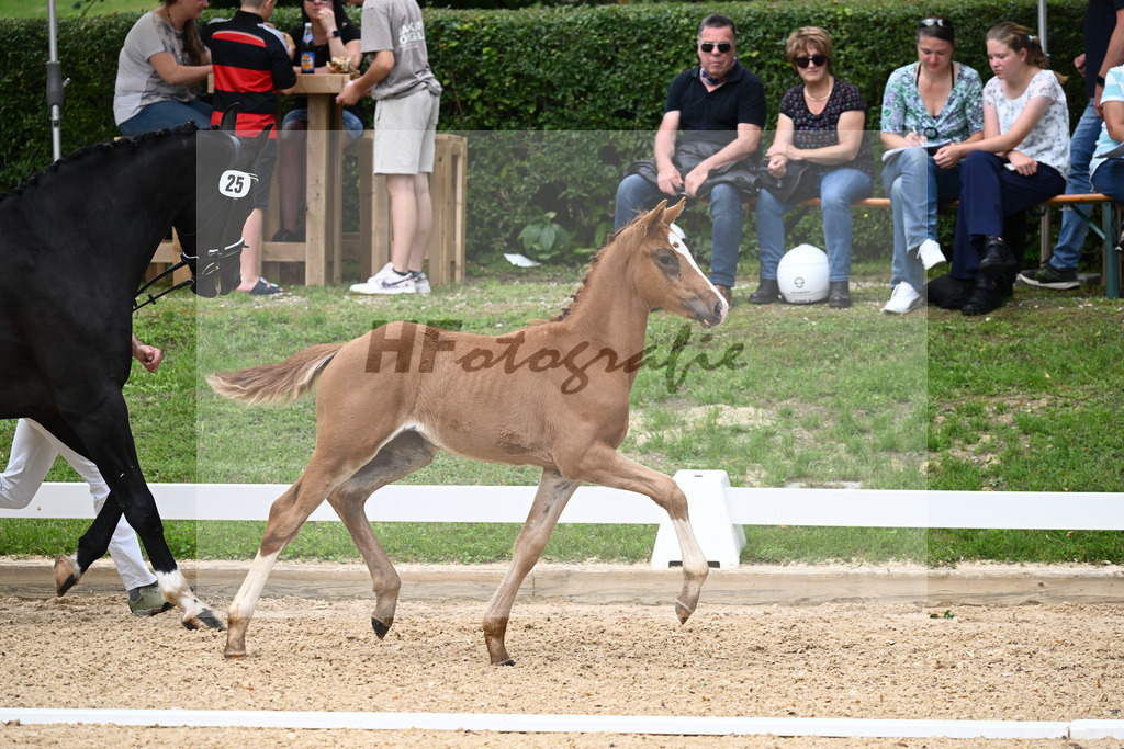 Kat-Nr. 25 SF DSP Va Bene x Ferro_Pfaffenbichler_27230413 | hf-fotografie - Realisiert mit Pictrs.com