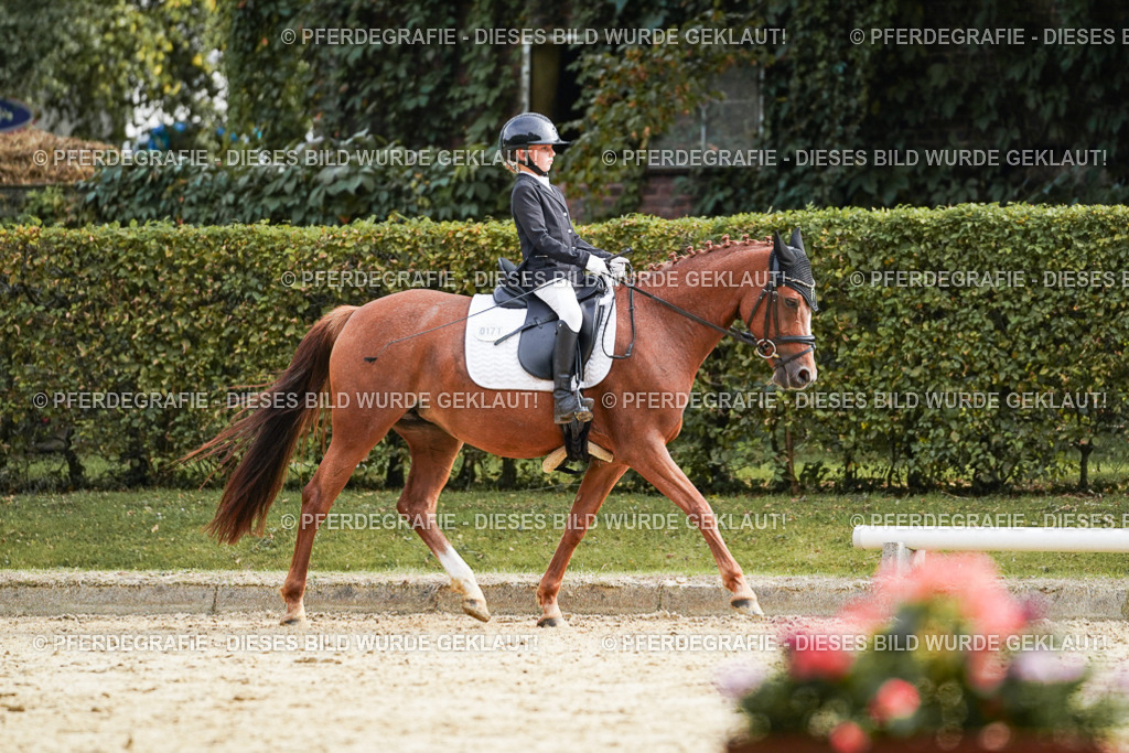 DSC04826 | Pferdegrafie