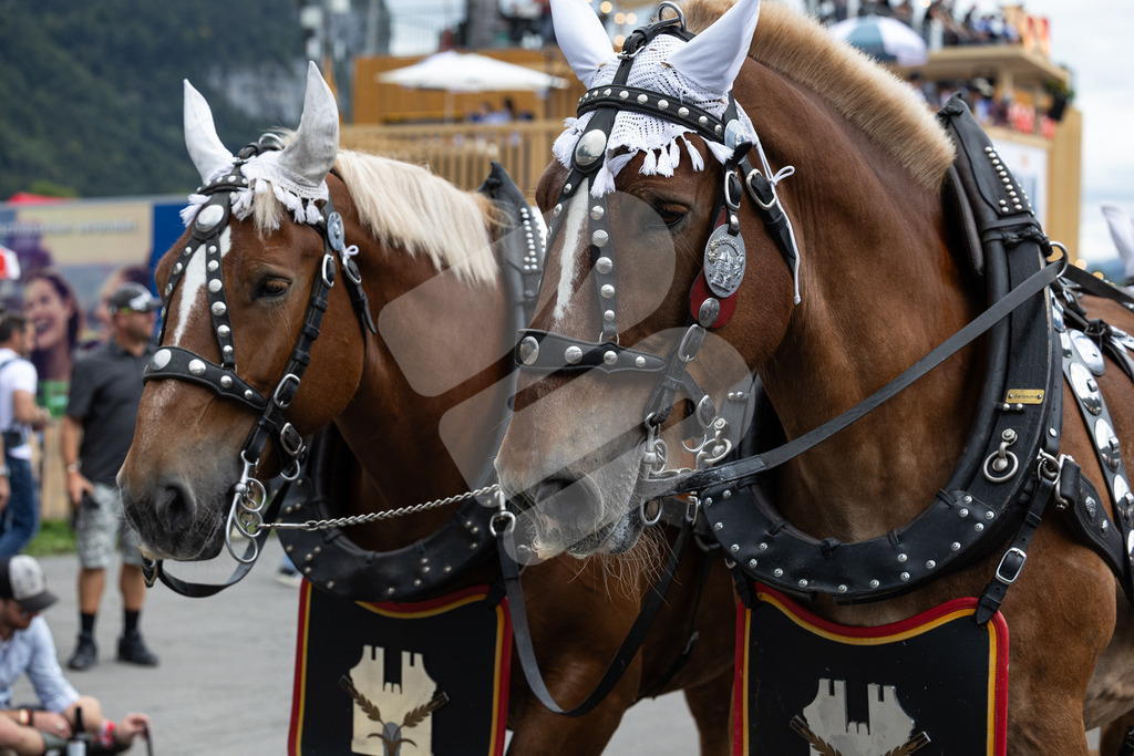 ESAF2025_Freitag_4123 | Die Schwinger des Schwyzer Kantonalen Schwingerverbandes: Fotos, die Dynamik und Leidenschaft festhalten, sowie emotionale Momente aus dem traditionellen Schwingsport zeigen. - Realisiert mit Pictrs.com